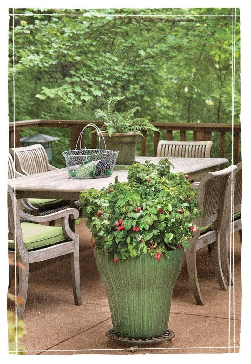 Raspberry Canes for Sale Buy Raspberry Canes Online — Raintree Nursery