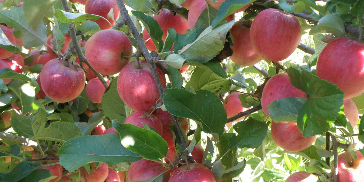 Relieka Apple/M26 - Raintree Nursery