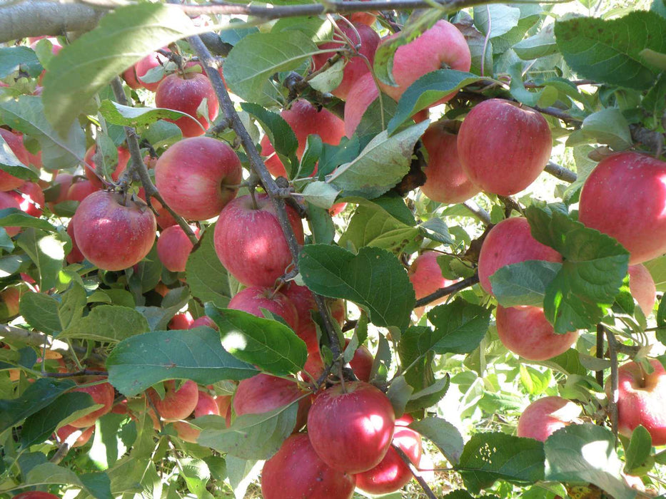 Releika Apple - Raintree Nursery