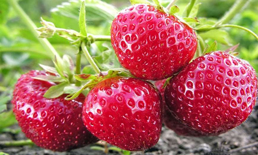 quinault strawberry seeds Quinault Strawberry