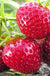 Quinault Strawberry - Raintree Nursery