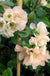 Cameo Flowering Quince - Raintree Nursery