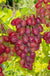 Canadice Seedless Grape - Raintree Nursery
