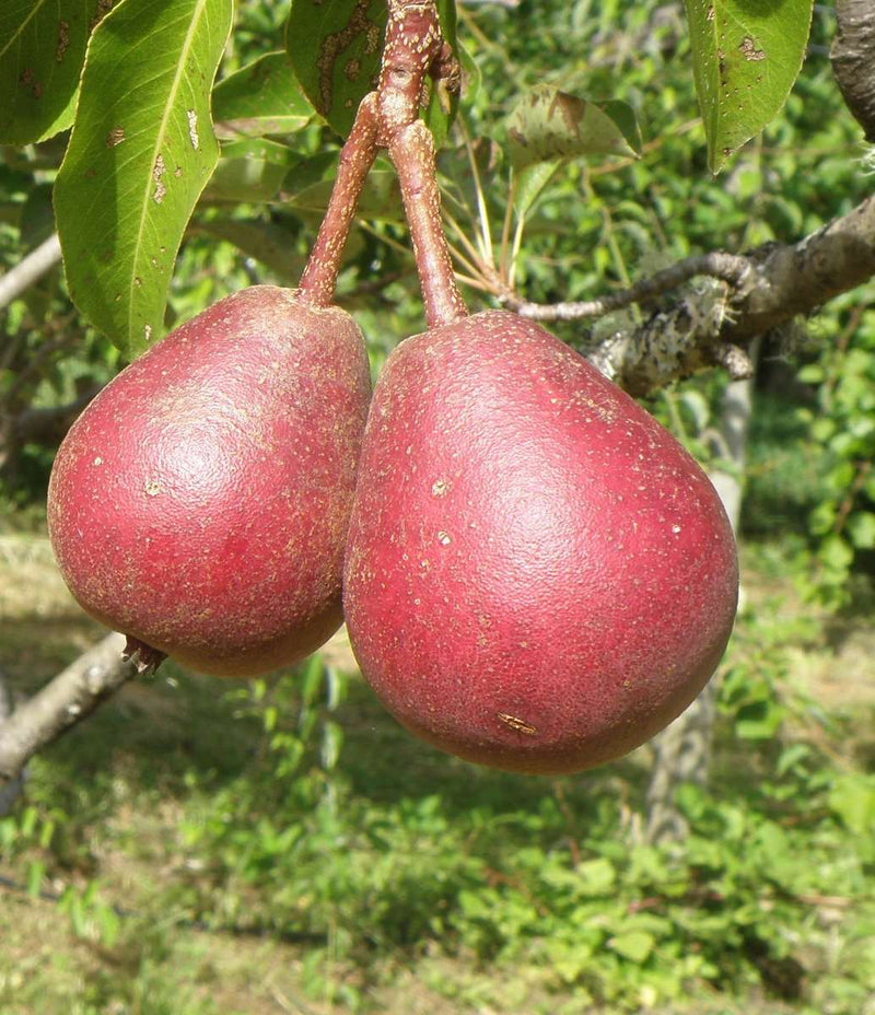 Cascade European Pear - Raintree Nursery