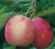 Centennial Crabapple-Fruit Trees-Biringer-Semi-Dwarf (4'-5')-