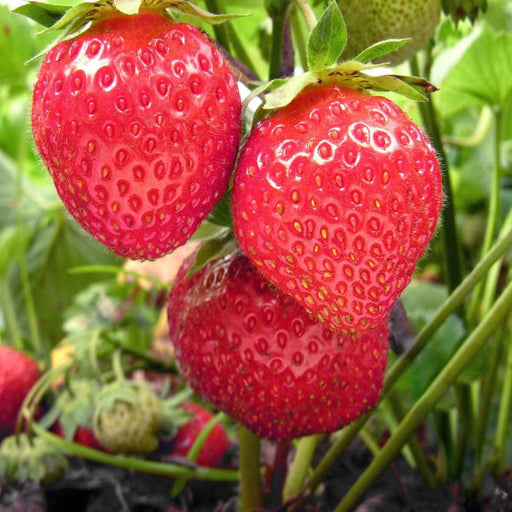 Chandler Strawberry Bundle (2 Packs)-Raintree Nursery-25 Bareroot Plants-