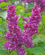 Charles Joly Lilac - Raintree Nursery
