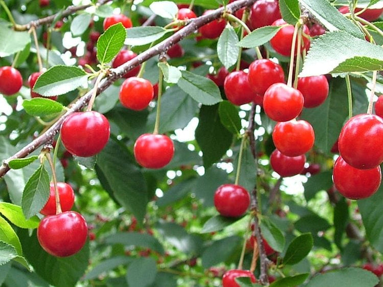 Cherry Trees For Sale | Order Fruit Trees - Raintree Nursery