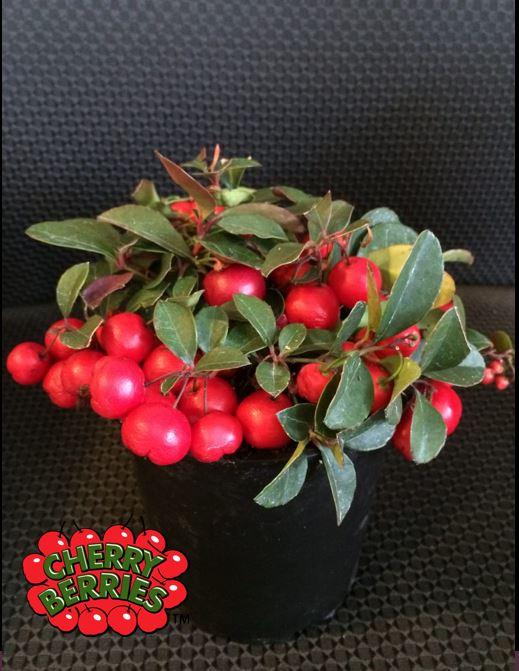Cherry Berries ™ Wintergreen - Raintree Nursery