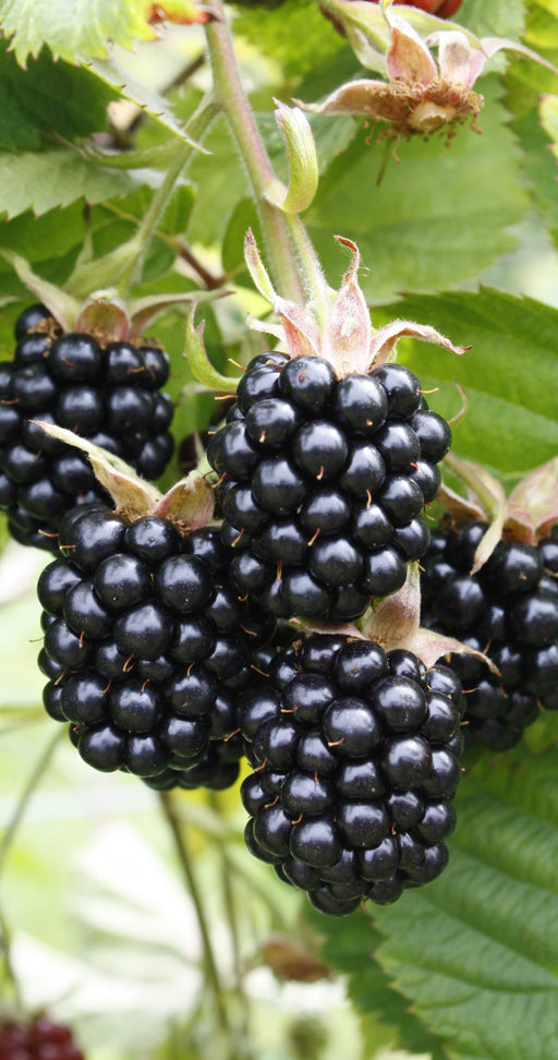 Chester Blackberry-Berries-Raintree Prop-4" Pot-