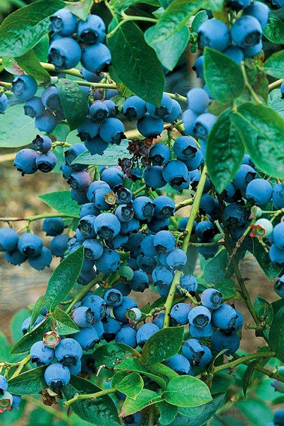 blueberry seedlings