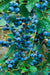 Chippewa blueberry - Raintree Nursery