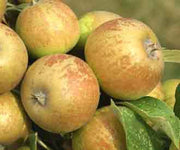 Medaille D'Or Cider Apple - Raintree Nursery