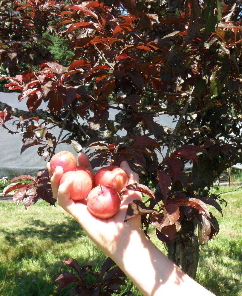 Cocheco Asian Plum - Raintree Nursery