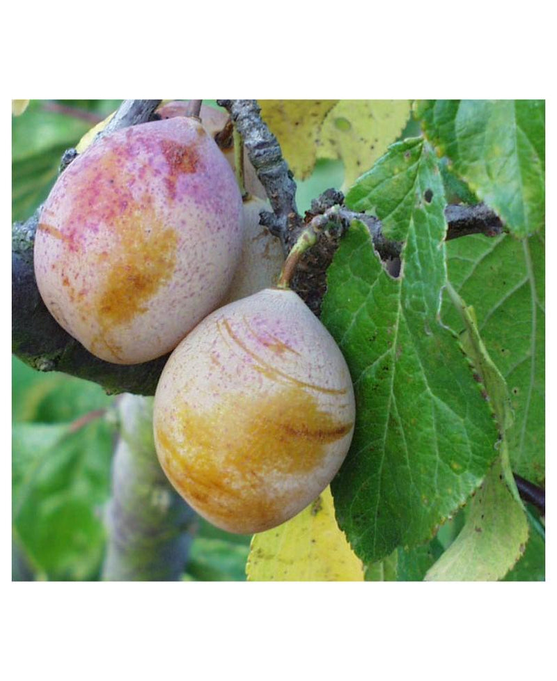 Coe's Golden Drop European Plum - Raintree Nursery