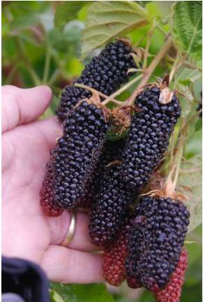 Columbia Giant Thornless Blackberry - Raintree Nursery