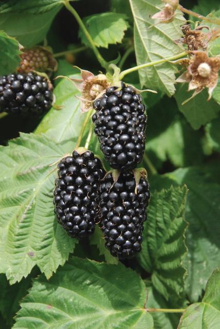 Columbia Star Thornless Blackberry - Raintree Nursery