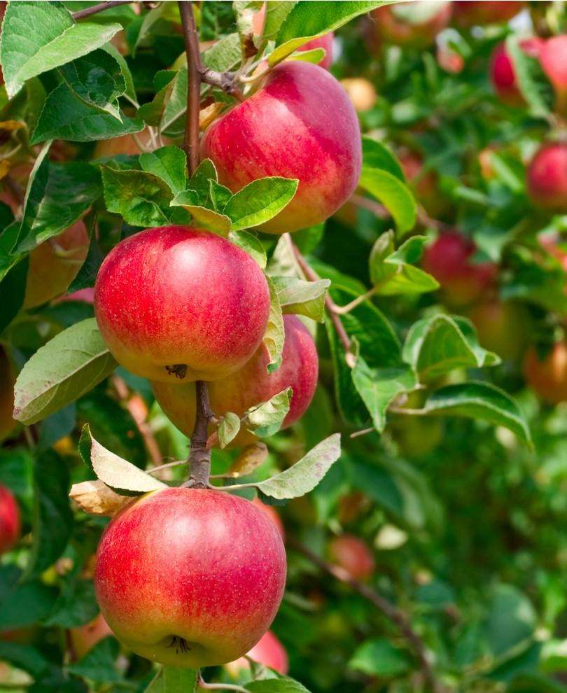 りんご@55 Combo Heritage Apple (4 varieties) - Raintree Nursery
