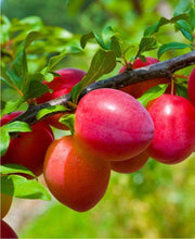 Combo Asian Plum (3 Varieties) - Raintree Nursery