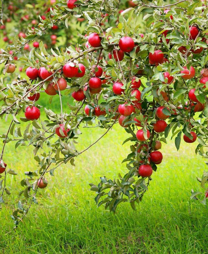 Combo Disease-Resistant Apple (4 varieties) — Raintree Nursery