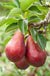 Combo European Pear Tree (3 varieties) - Raintree Nursery