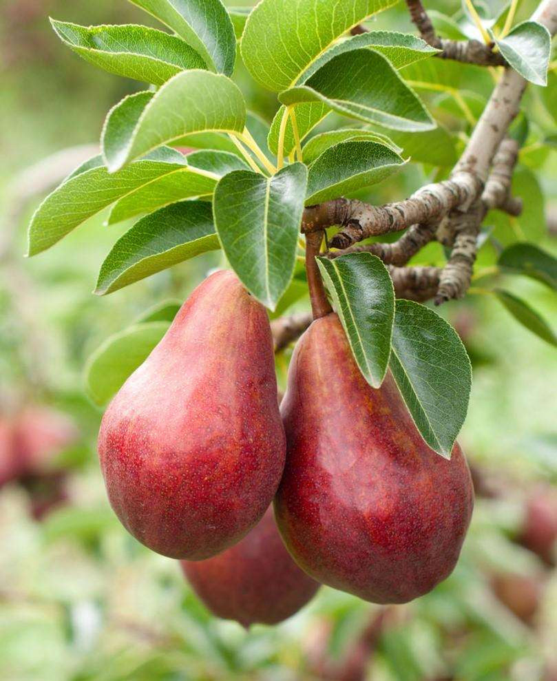 Combo Pear Trees — Raintree Nursery