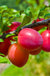 Combo Asian Plum (4 varieties) - Raintree Nursery