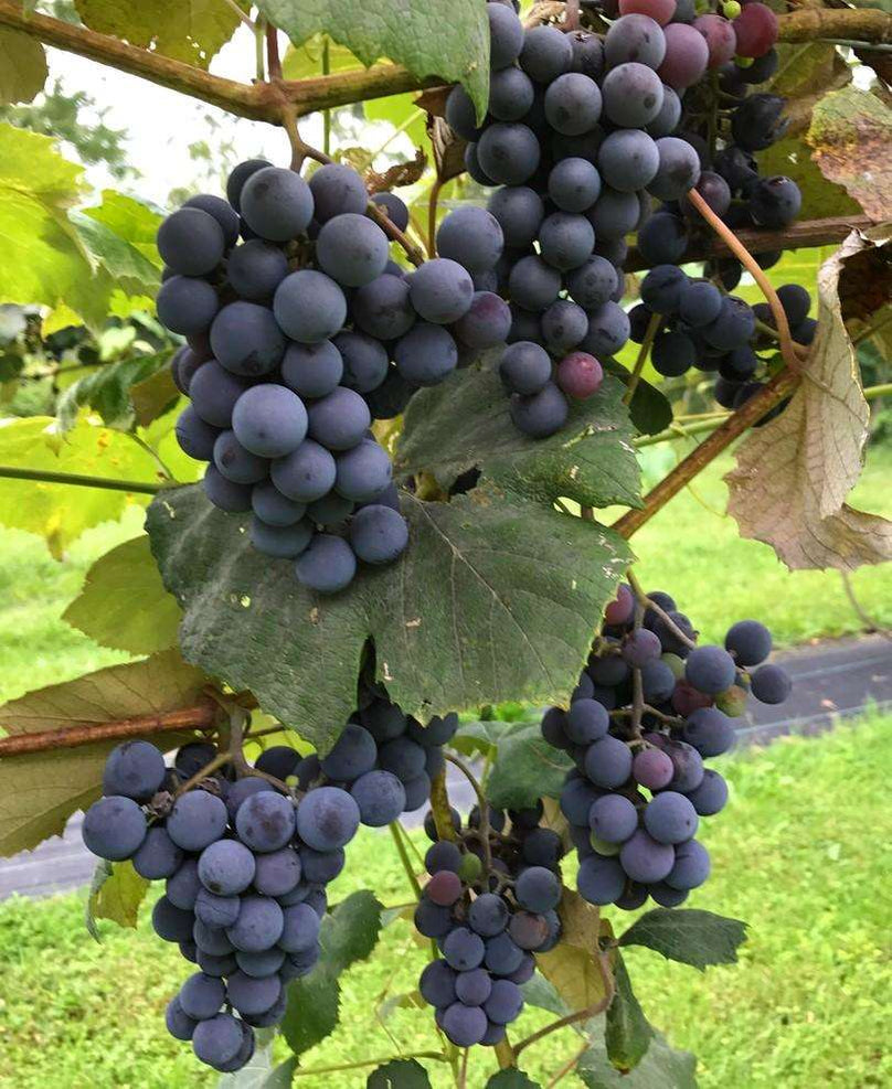 Concord Grape — Raintree Nursery