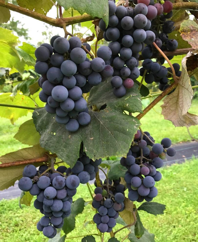 Concord Seedless grape - Raintree Nursery