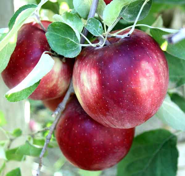 Cosmic Crisp apple bursting into orchards