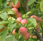 WSU Puget Spice Crabapple - Raintree Nursery