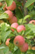 WSU Puget Spice Crabapple - Raintree Nursery