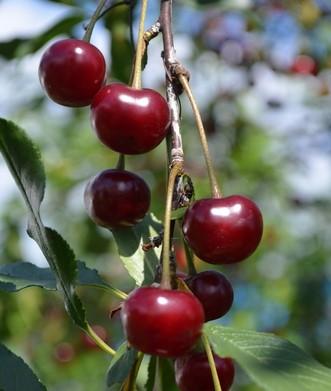 Craig's Crimson Cherry - Raintree Nursery
