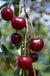 Craig's Crimson Cherry - Raintree Nursery