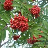 Navezhenskaya Mt. Ash - Raintree Nursery