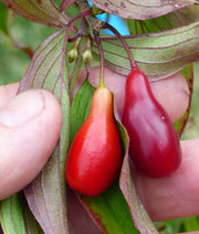Elegant™ Cornus Mas - Raintree Nursery