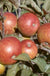 Dabinett Cider Apple - Raintree Nursery
