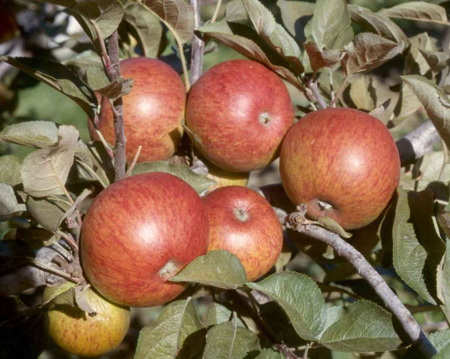 Dabinett Cider Apple - Raintree Nursery