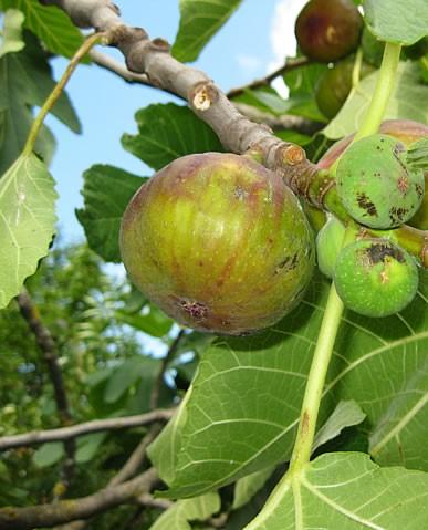 Dauphine Fig - Raintree Nursery