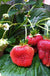 Quinault Strawberry - Raintree Nursery