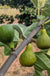 Desert King Fig - Raintree Nursery