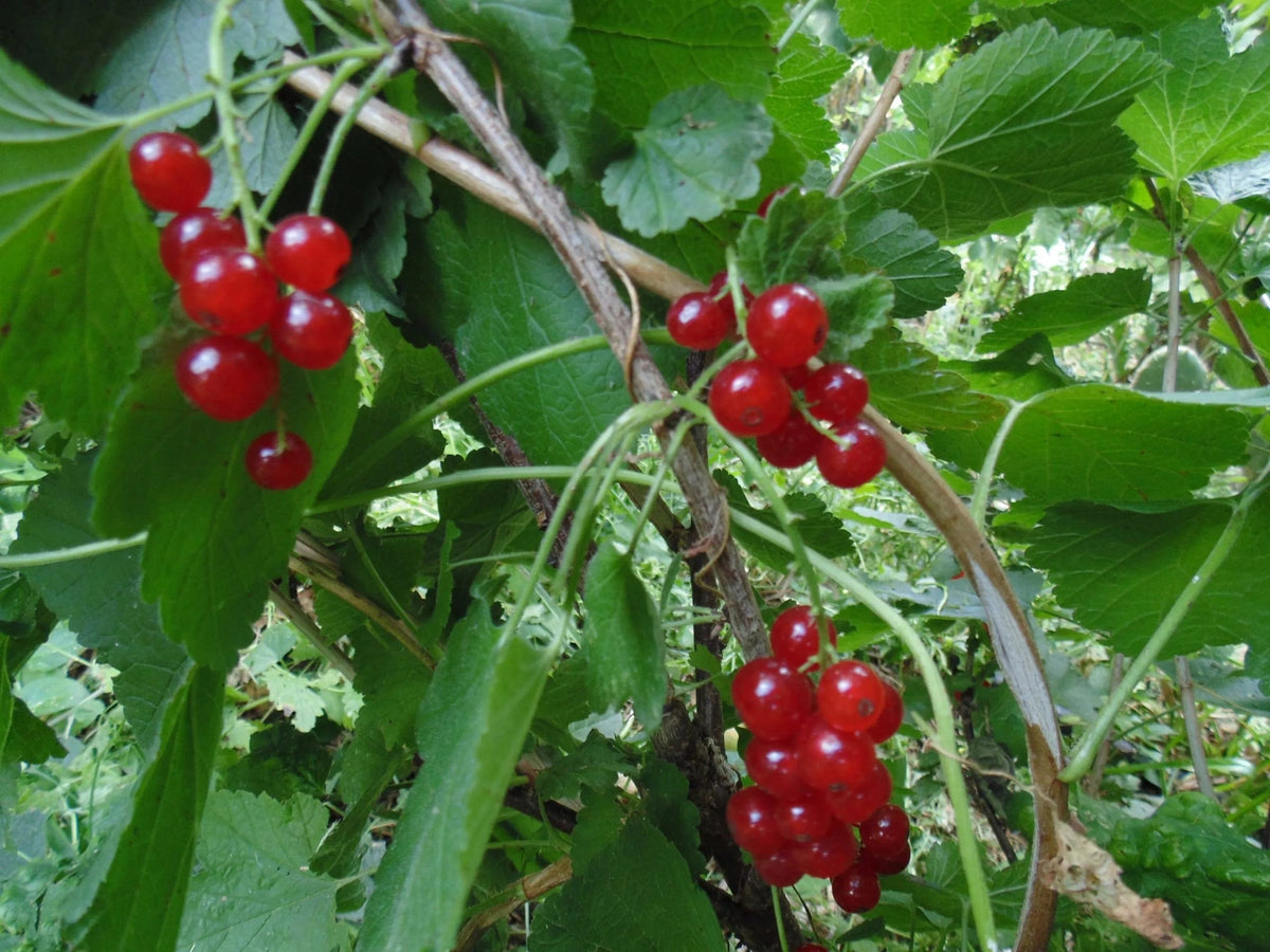 Honeywood Red Currant — Raintree Nursery