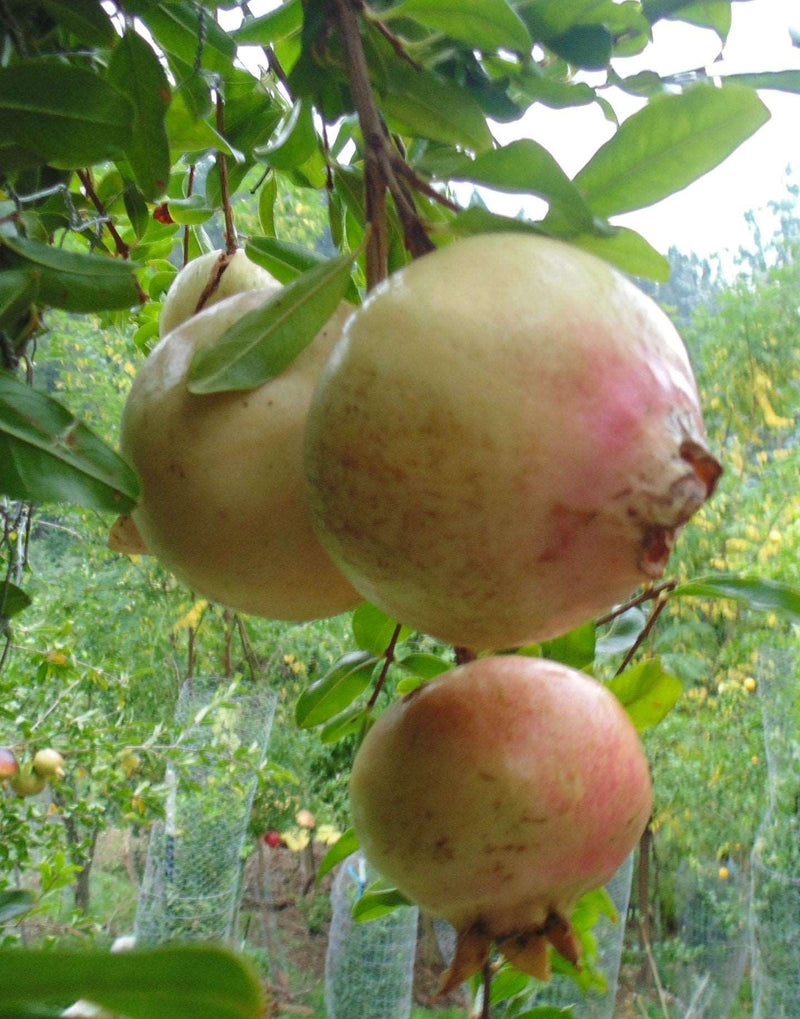 Azadi Pomegranate - Raintree Nursery