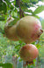 Azadi Pomegranate - Raintree Nursery