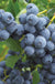 Duke Blueberry-Berries-Aldrich-1 Gallon Pot-