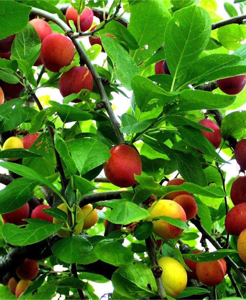 Early Laxton European Plum - Raintree Nursery