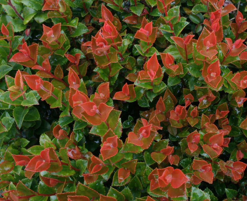 Scarlet Ovation Huckleberry - Raintree Nursery