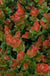 Scarlet Ovation Huckleberry - Raintree Nursery