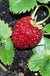 Marshall Strawberry - Raintree Nursery