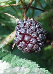 Boysenberry - Raintree Nursery